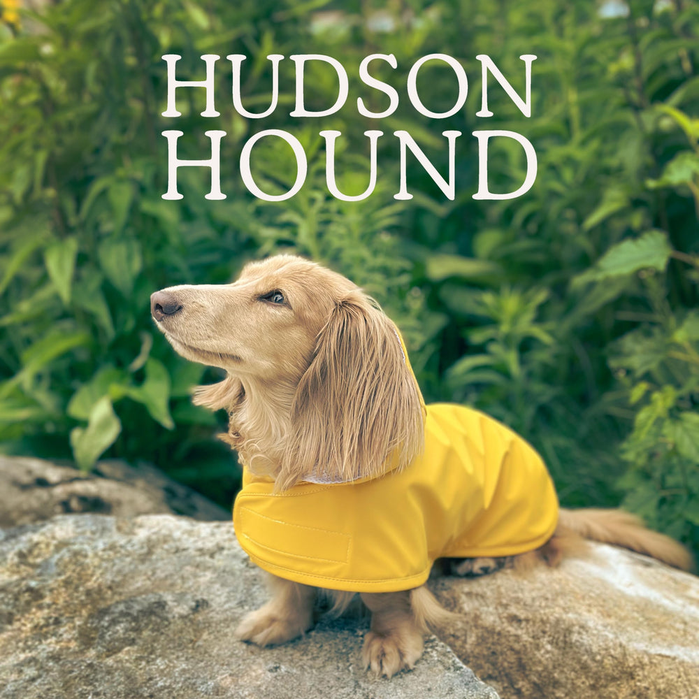 Hudson Hound dachshund raincoat harness-access view for harness-friendly wear.