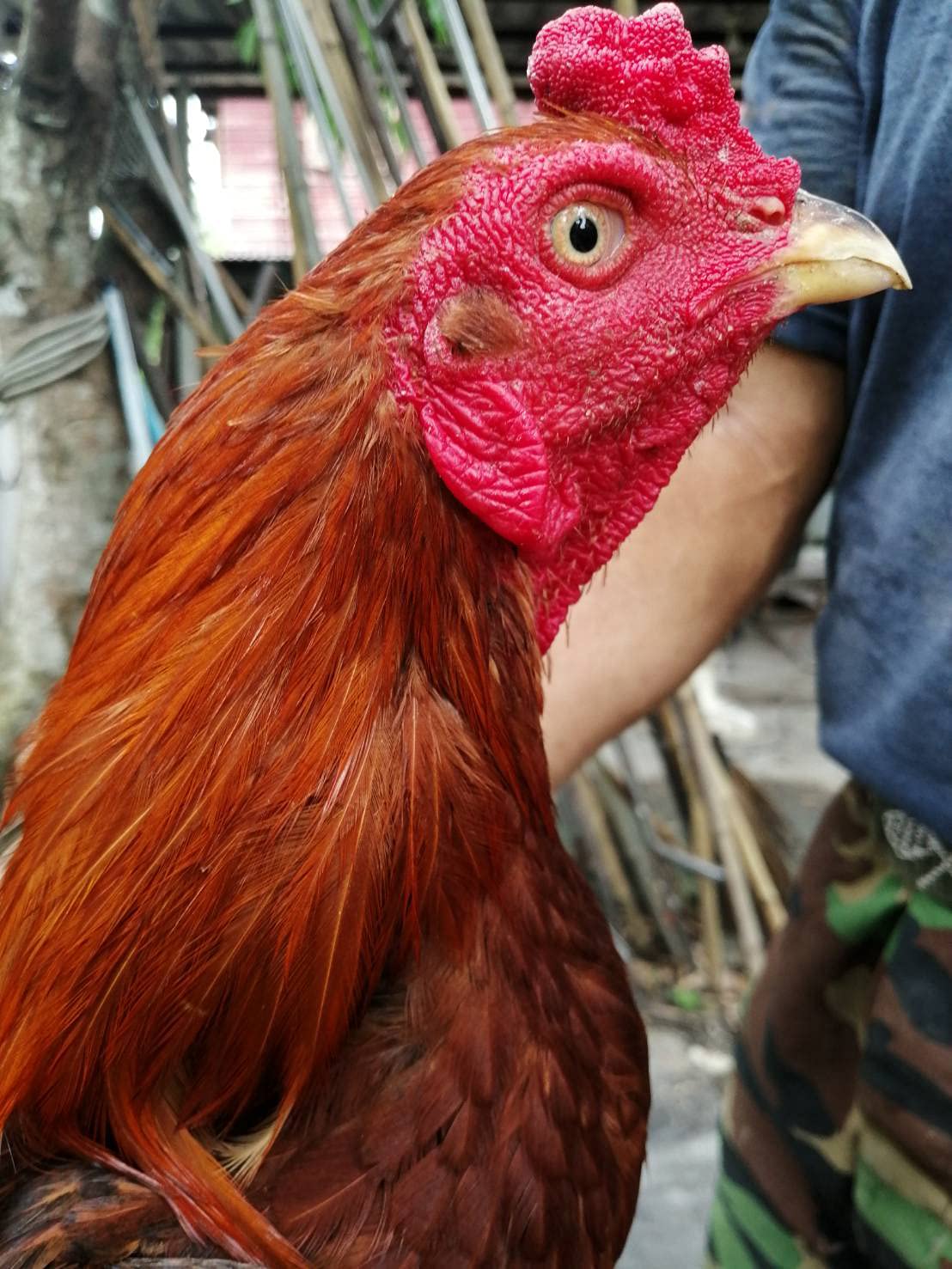 HULX Rooster booster bottle emphasizes immunity support during recovery for poultry.