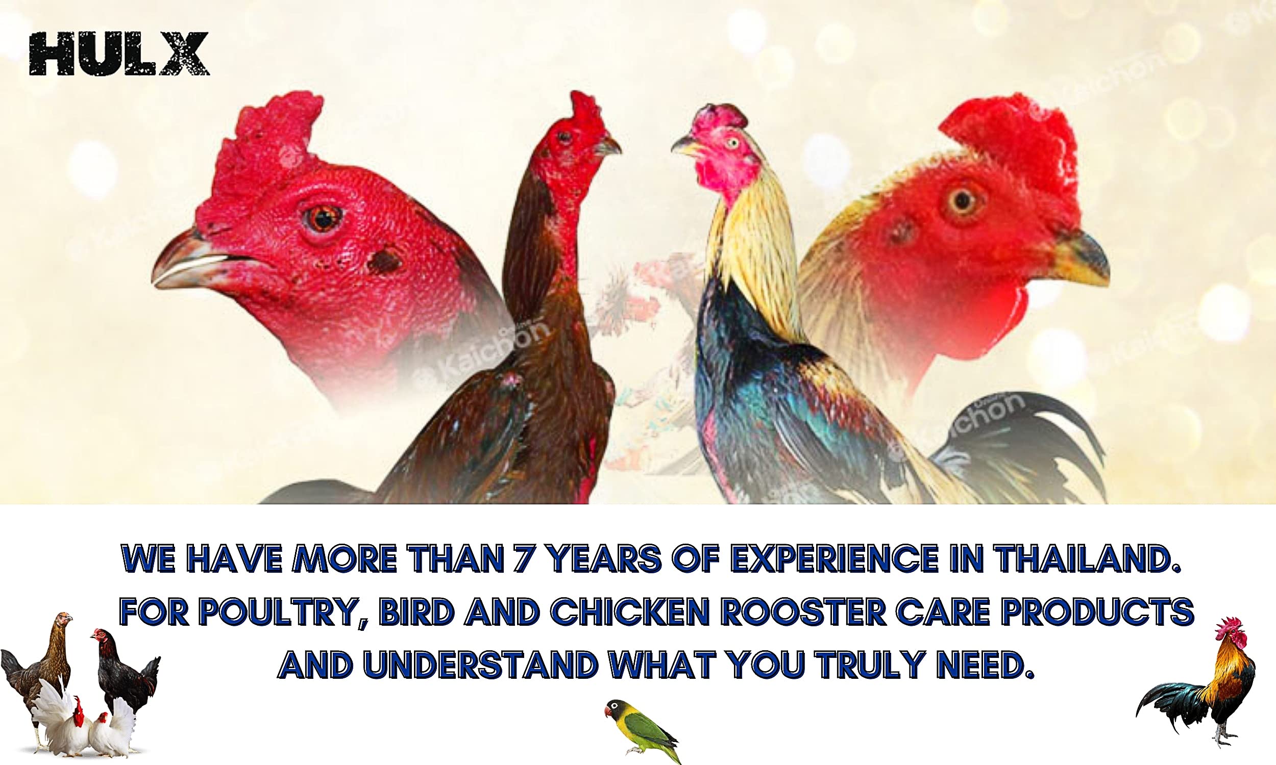 Applying HULX rooster booster to a sick bird highlights potential recovery support.