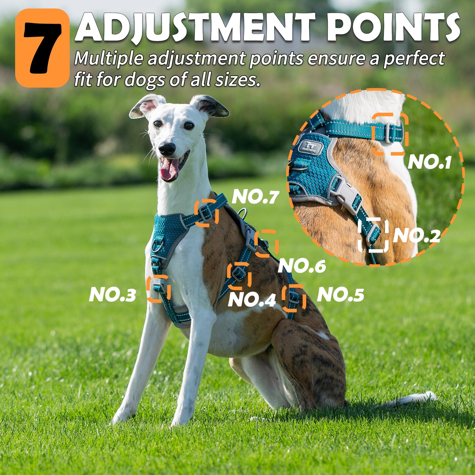 Huntboo harness adjustable points picture shows seven-point fit for growing dogs