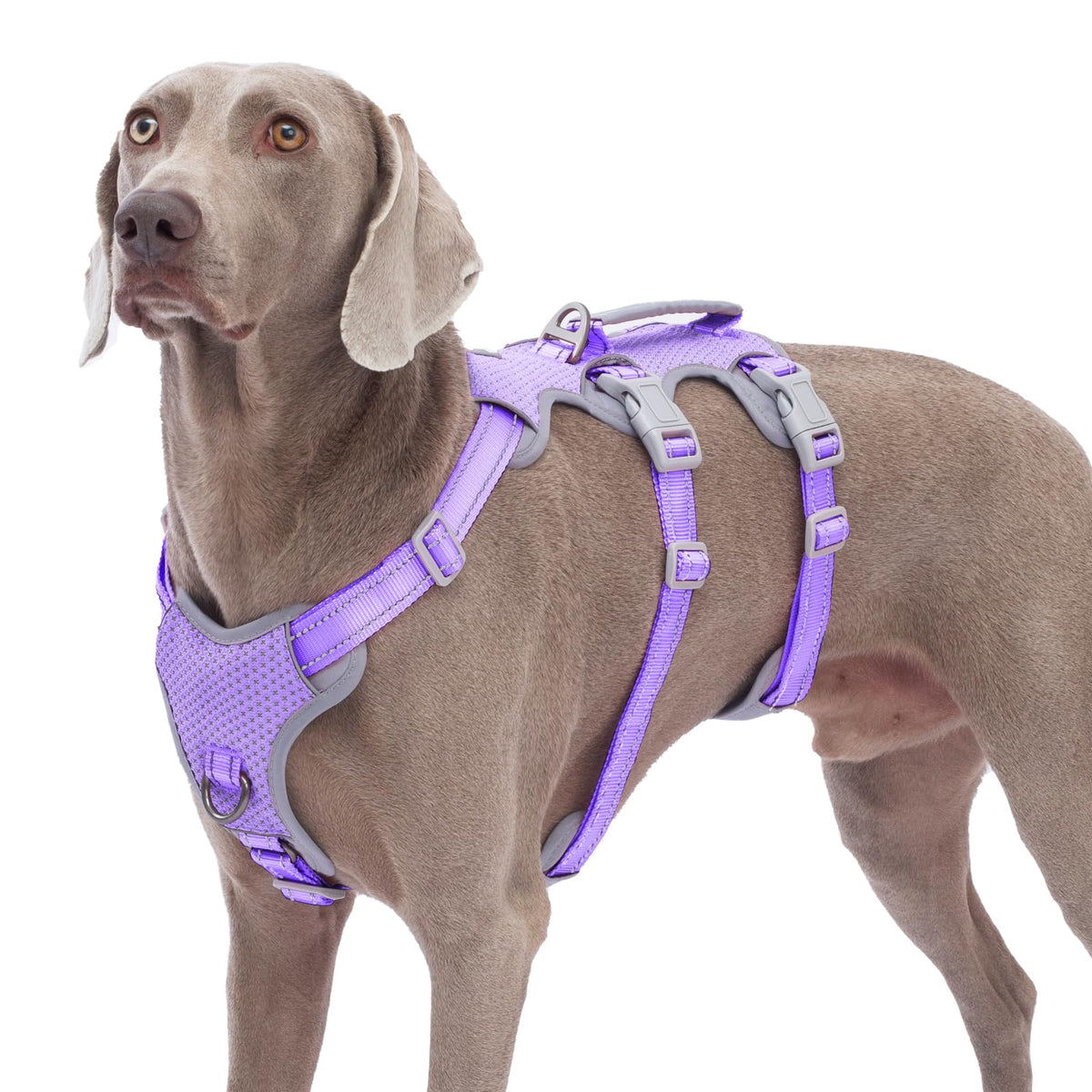 Huntboo Escape Proof Harness front view shows reflective fabric for safer night walks