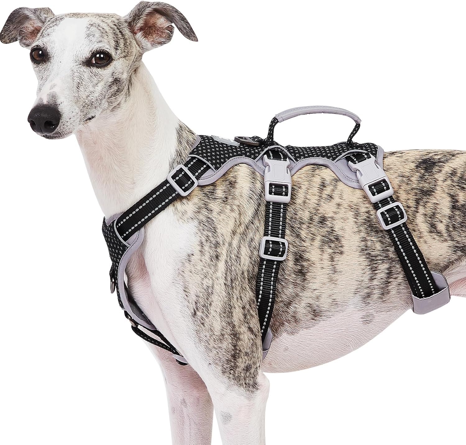 Huntboo Escape Proof Harness fully visible on a dog during an evening walk for enhanced safety.