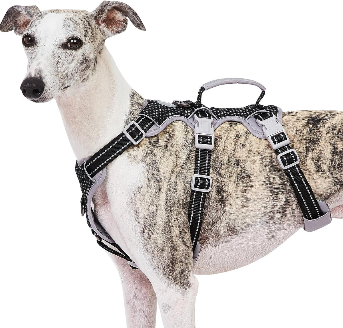 Huntboo Escape Proof Harness fully visible on a dog during an evening walk for enhanced safety.