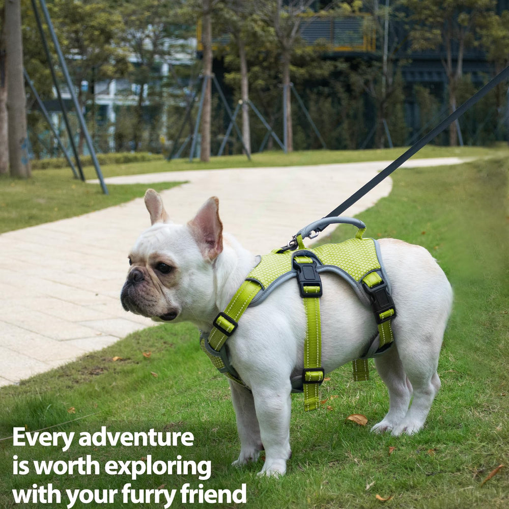 Huntboo escape-proof harness worn by a dog in green demonstrates all-season durability
