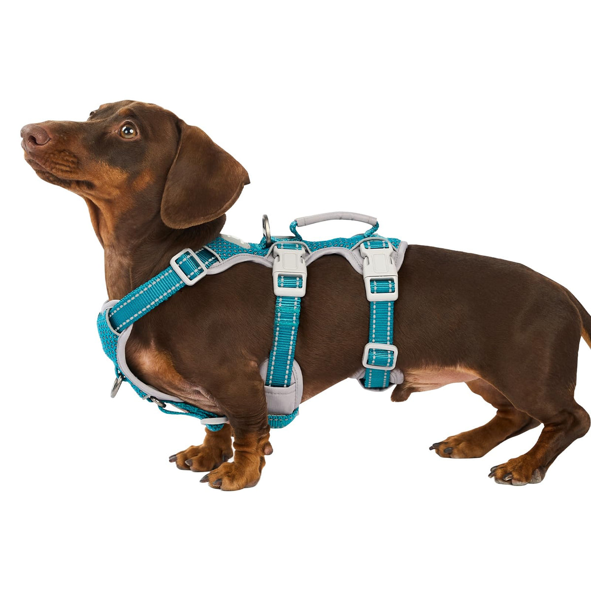 Huntboo No Escape harness left profile view highlighting secure everyday walks.