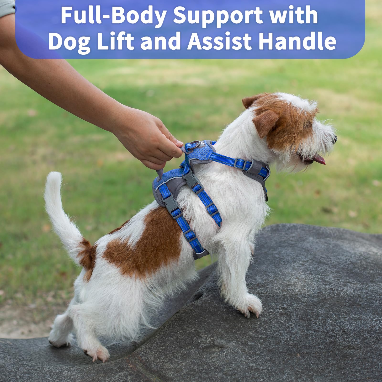 Huntboo six-point adjustable harness offers a comfortable growing-fit for various dogs