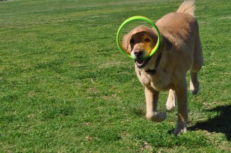 HurriK9 100ft range giving long-distance throws for an energetic fetch session.