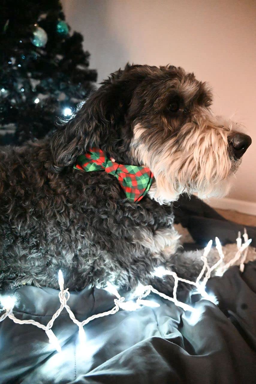 Huxley & Kent Bow Tie photos-friendly, ready for park walks and class moments