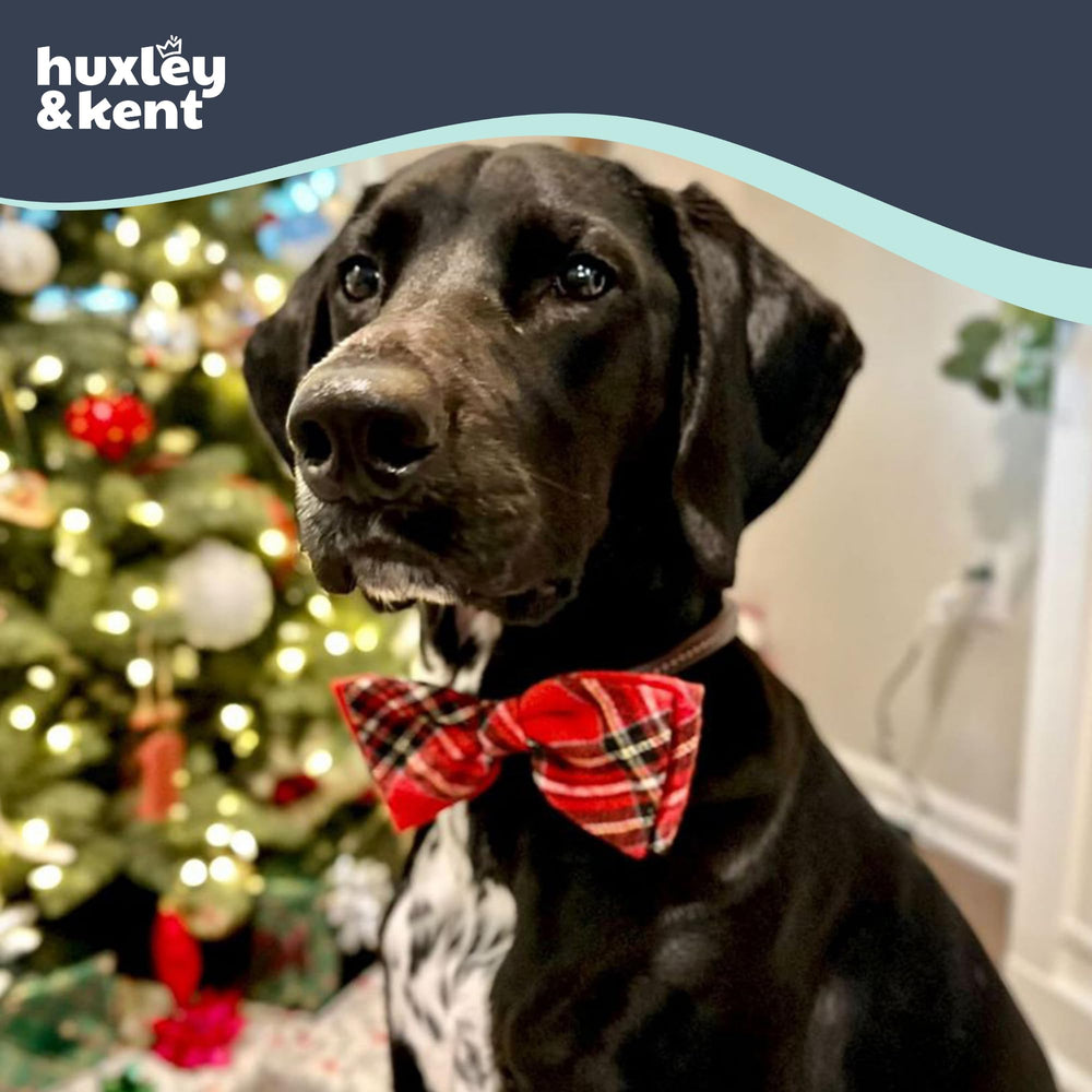 Huxley & Kent bow tie on cat collar demonstrates lightweight comfort during playful moments.
