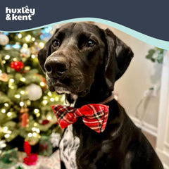 Huxley & Kent bow tie on cat collar demonstrates lightweight comfort during playful moments.