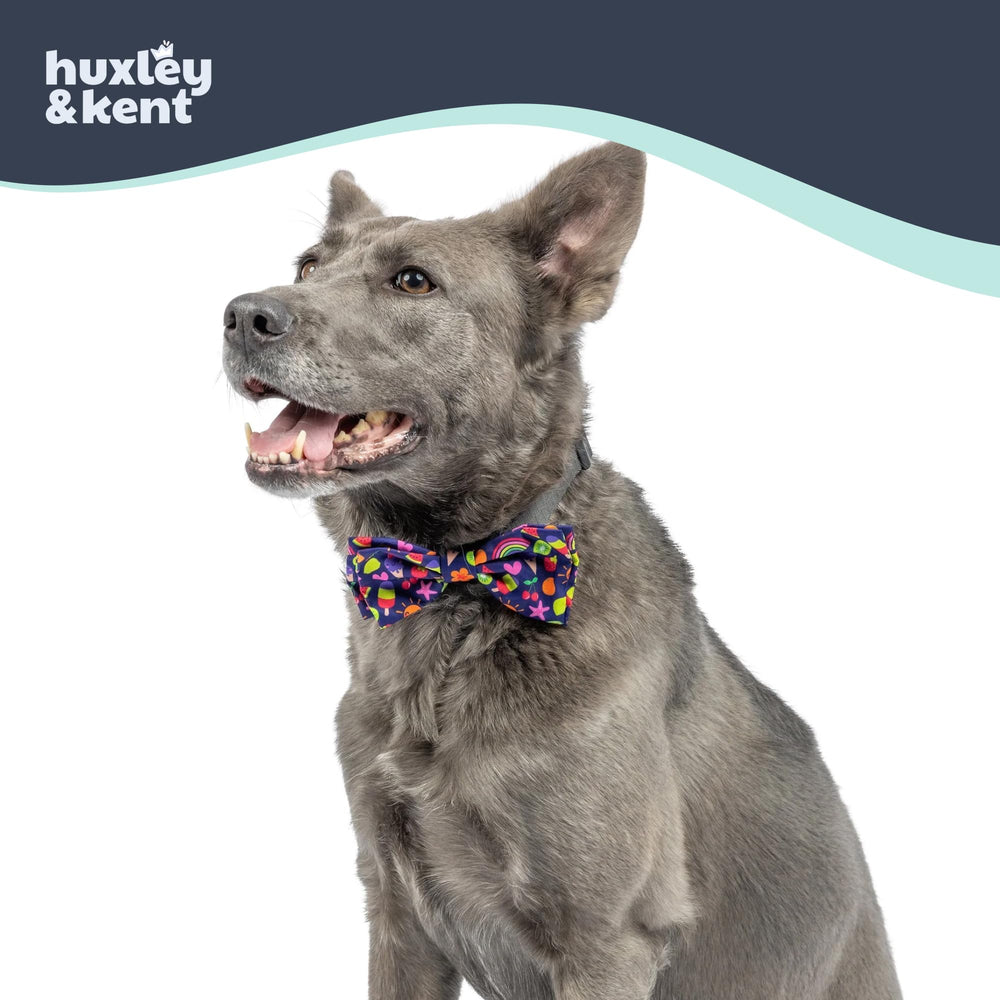 Huxley & Kent pet bow tie on photo shoot-ready look ideal for holidays and birthdays.