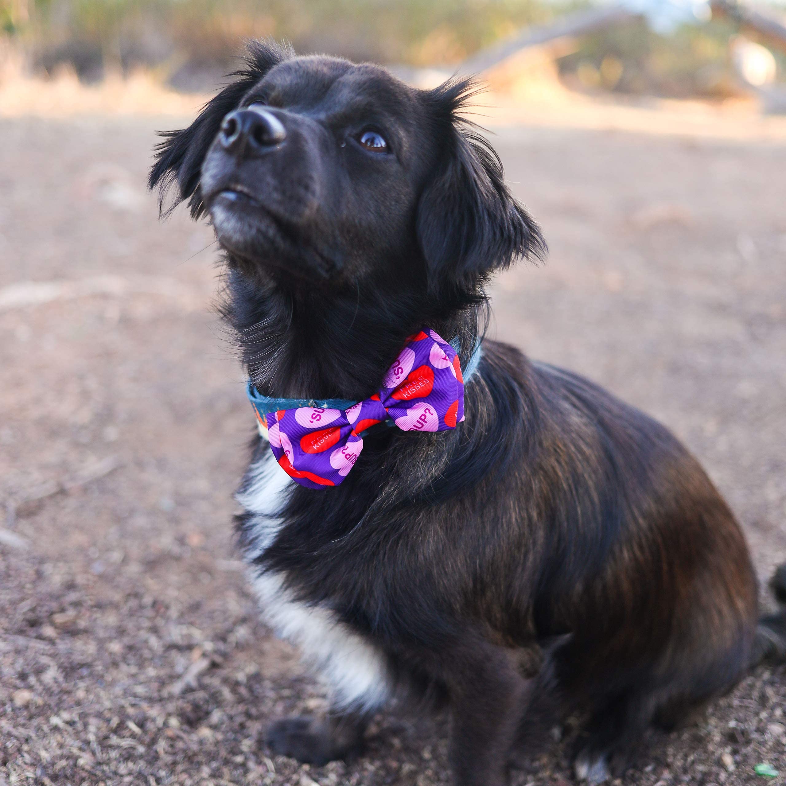 Huxley & Kent bow tie worn by both dog and cat for holiday-ready style.