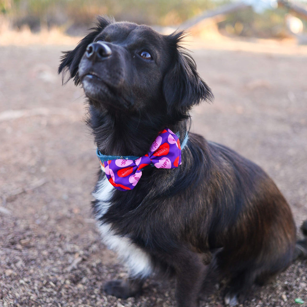 Huxley & Kent bow tie worn by both dog and cat for holiday-ready style.