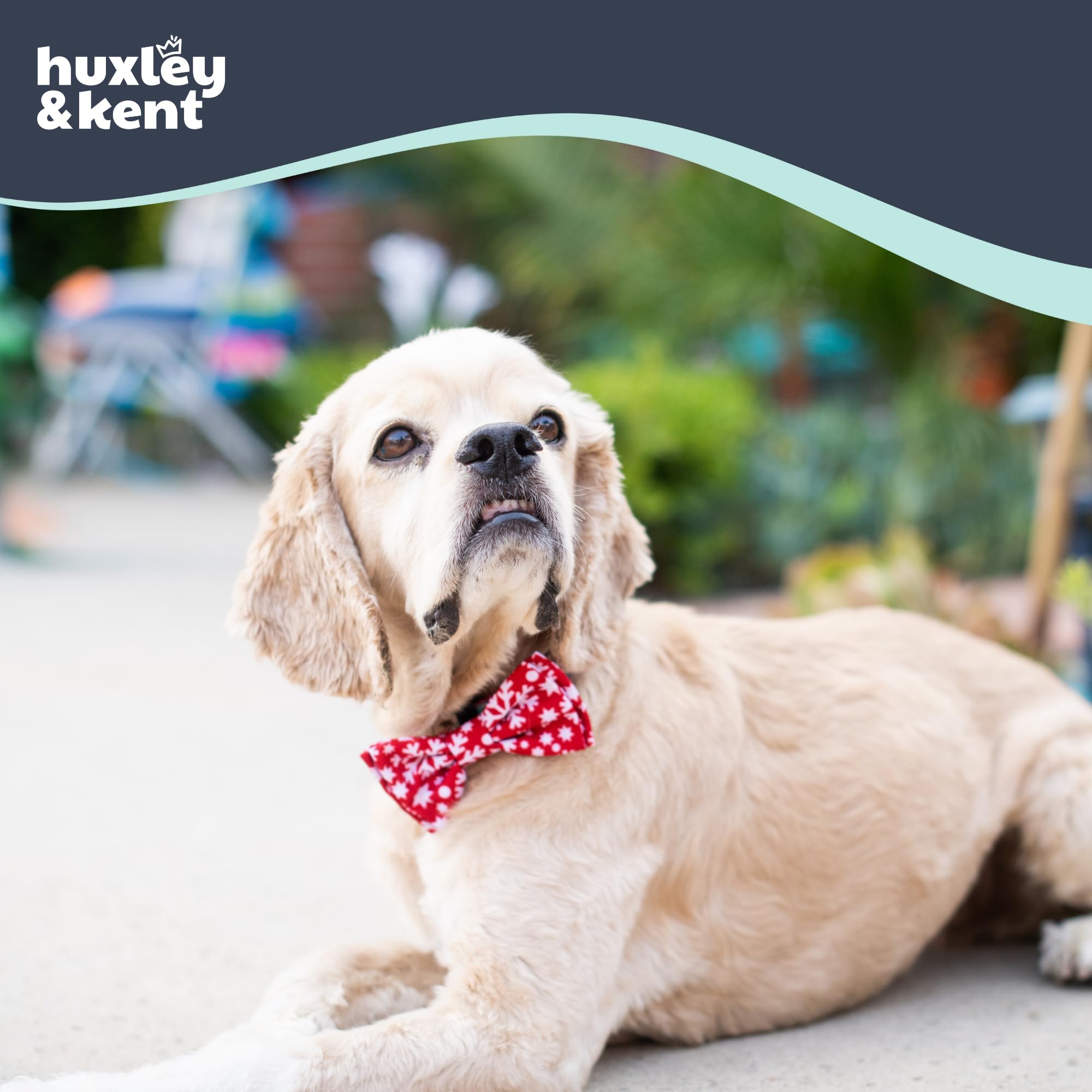 Huxley & Kent snowflake large-wear highlights holiday charm on pets during events