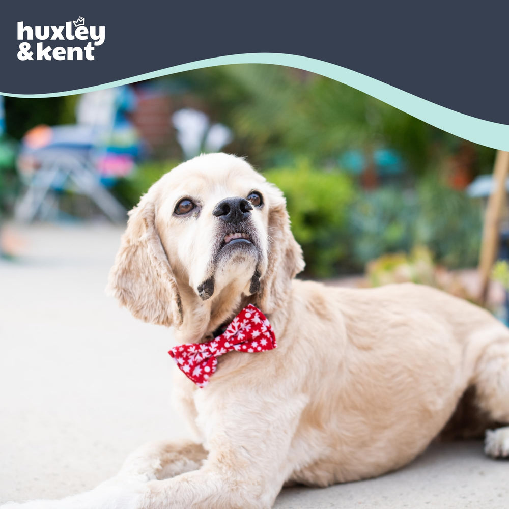 Huxley & Kent snowflake large-wear highlights holiday charm on pets during events