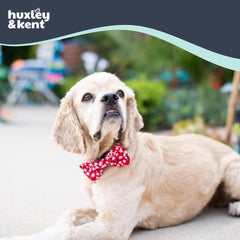 Huxley & Kent snowflake large-wear highlights holiday charm on pets during events