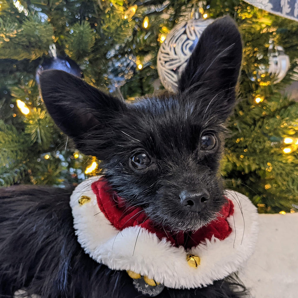 Huxley & Kent Ruff Scrunchy Santa small secure clip-on closure feature