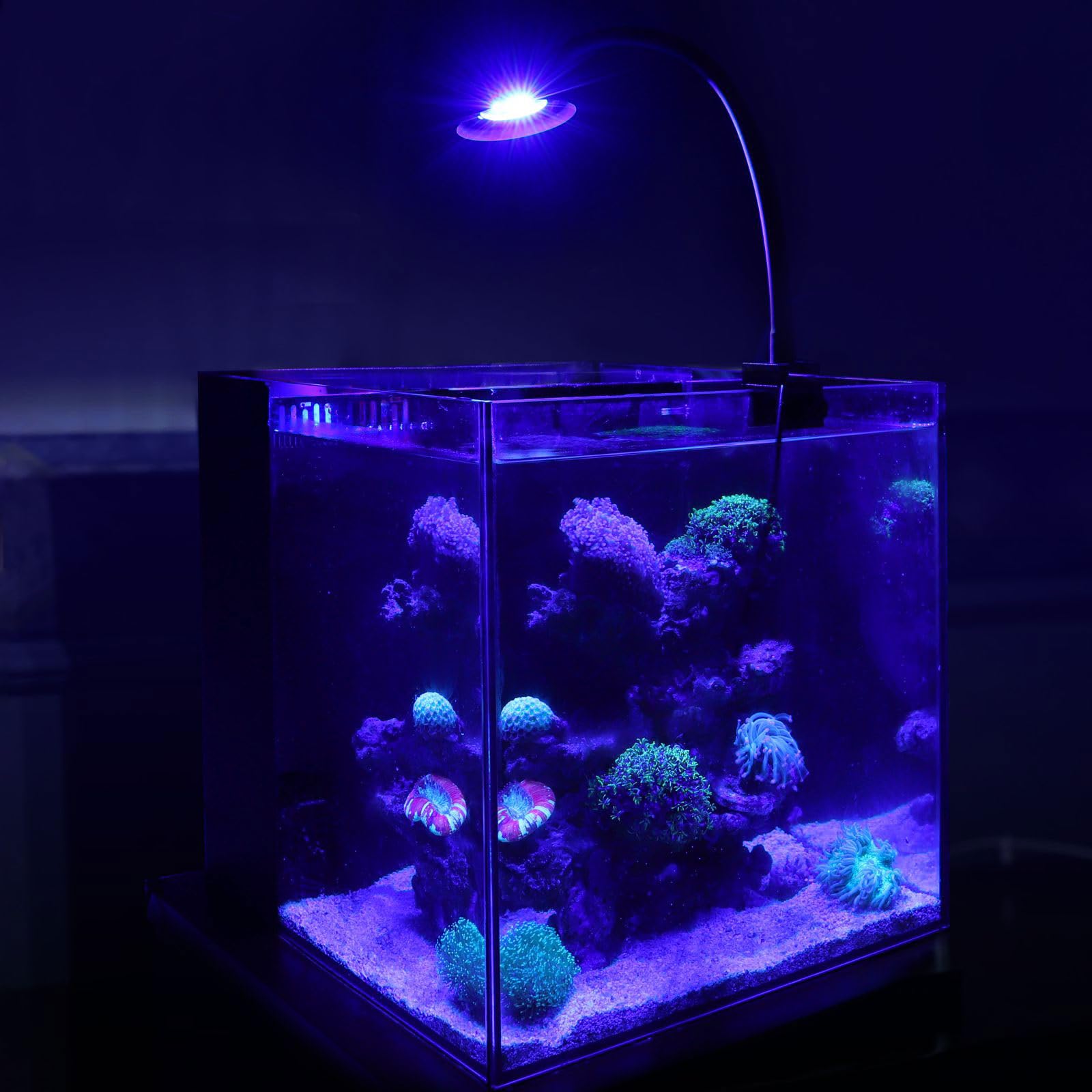 Hygger 30W Reef Light ideal for 18x18 aquariums and low-light corals.