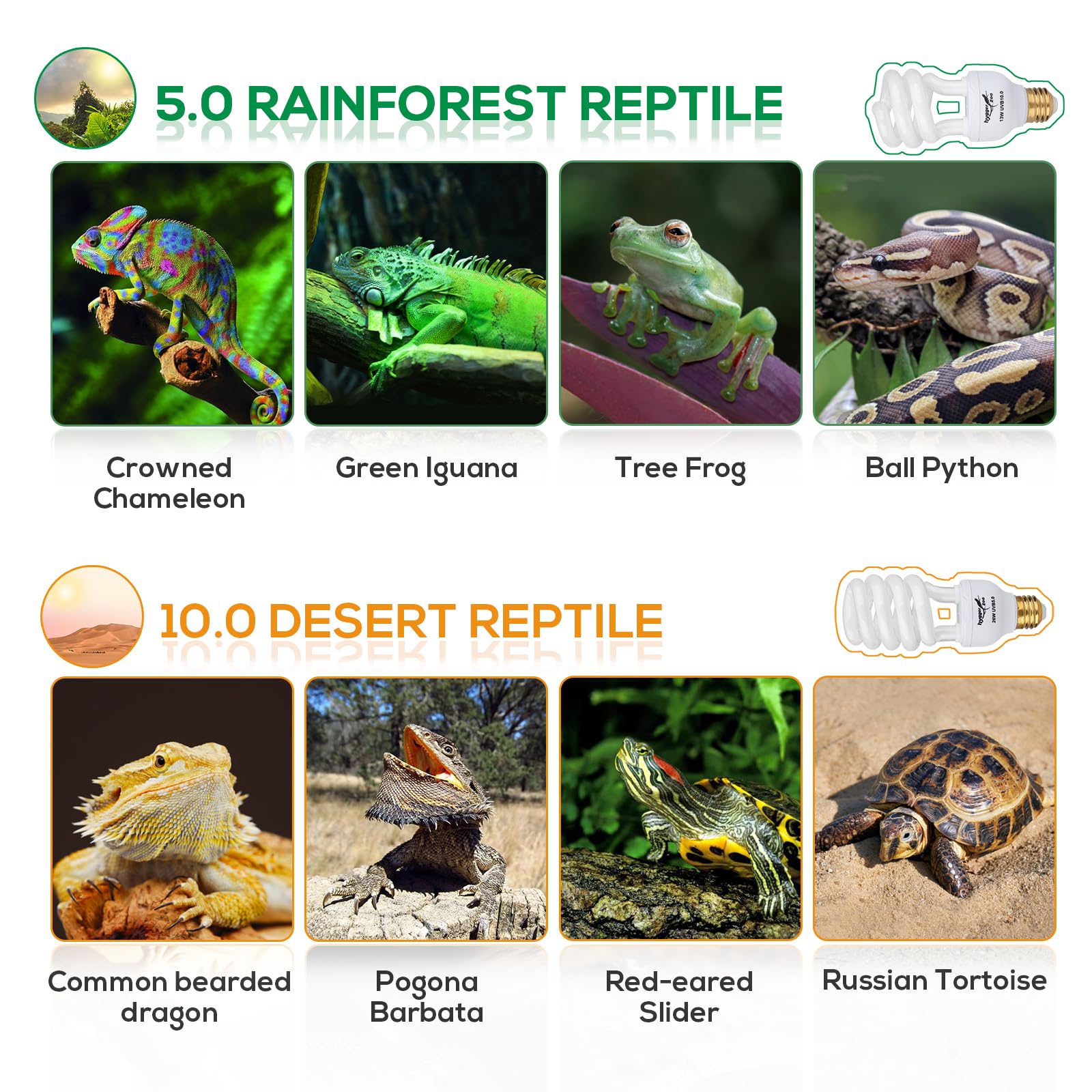 Hygger zoo UVB bulb tropical reptiles scene including hermit crab and chameleon.