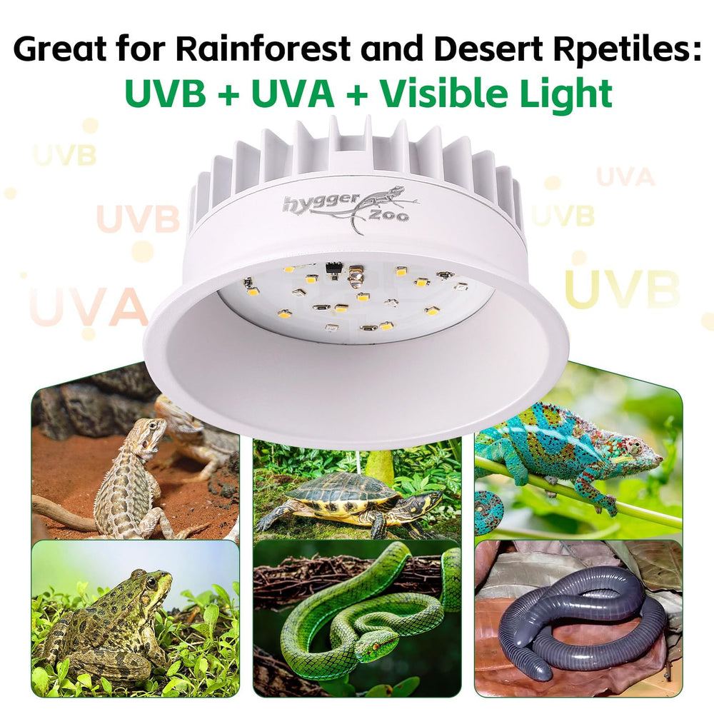 Hygger zoo UVB light in bearded dragon setup highlighting active daytime basking behavior.