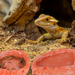 Hyggerzoo reptile rock feeder orange showcases natural texture for immersive terrariums