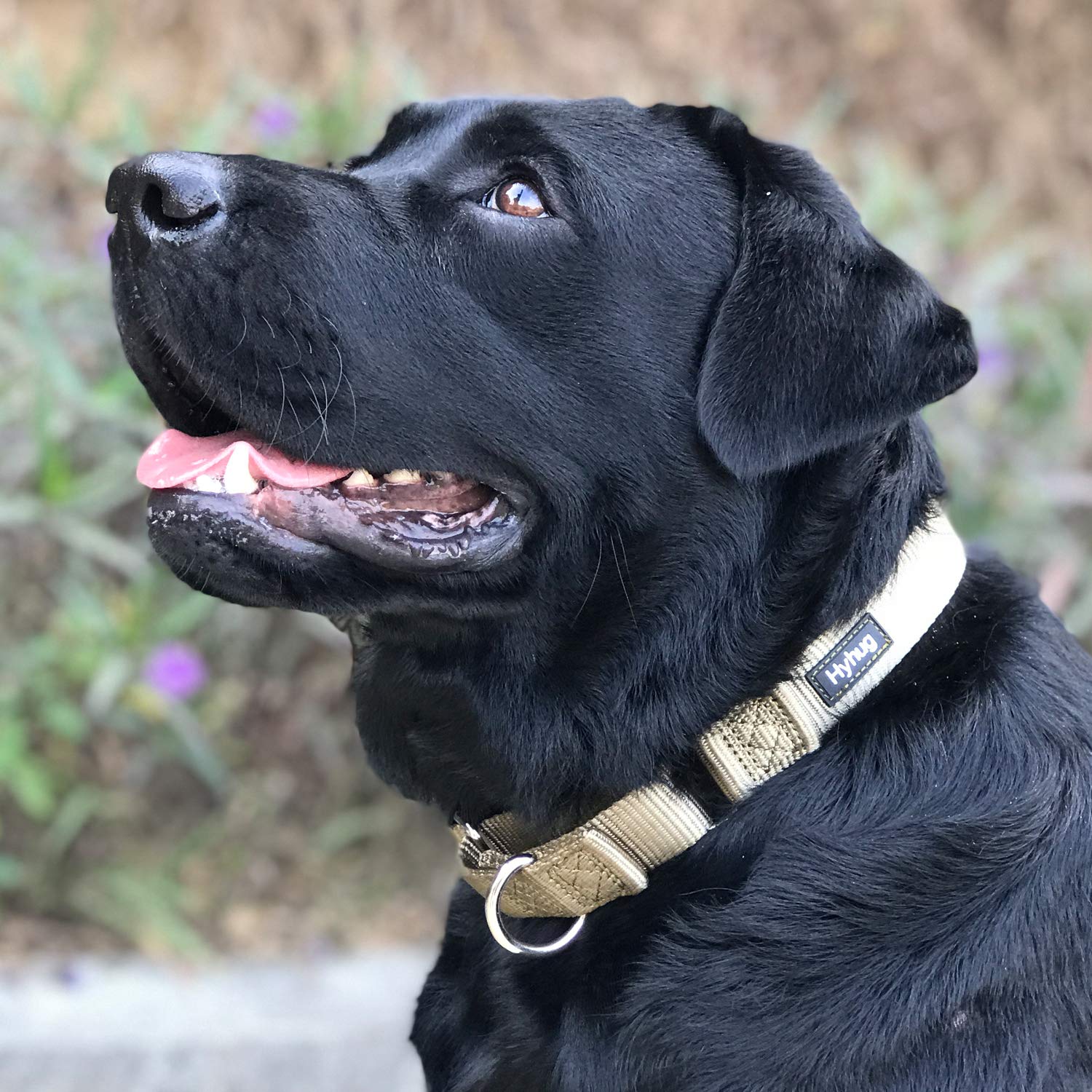 Hyhug martingale collar adjustable 17-25 inches ensures proper fit.