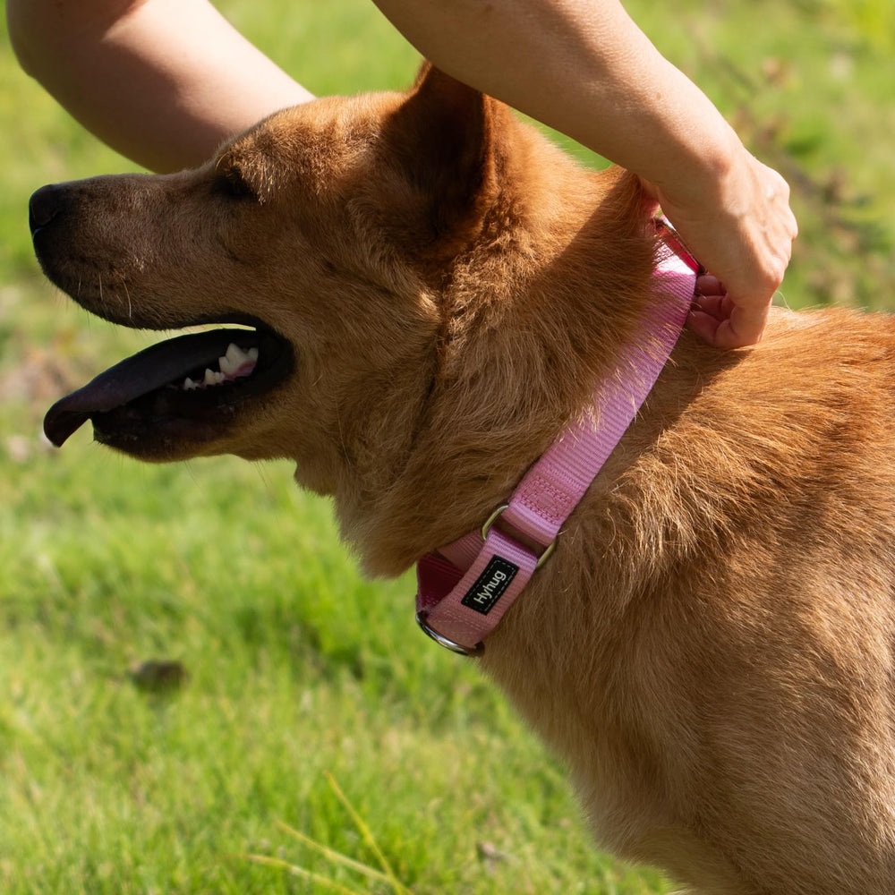 Hyhug martingale collar XL pink side view highlights sturdy nylon construction