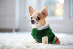 Hying Christmas party pet costume shown for events, cosplay, and stage shows.