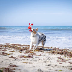 Hyper Pet Doggie Pal barks to spark curiosity and chase.