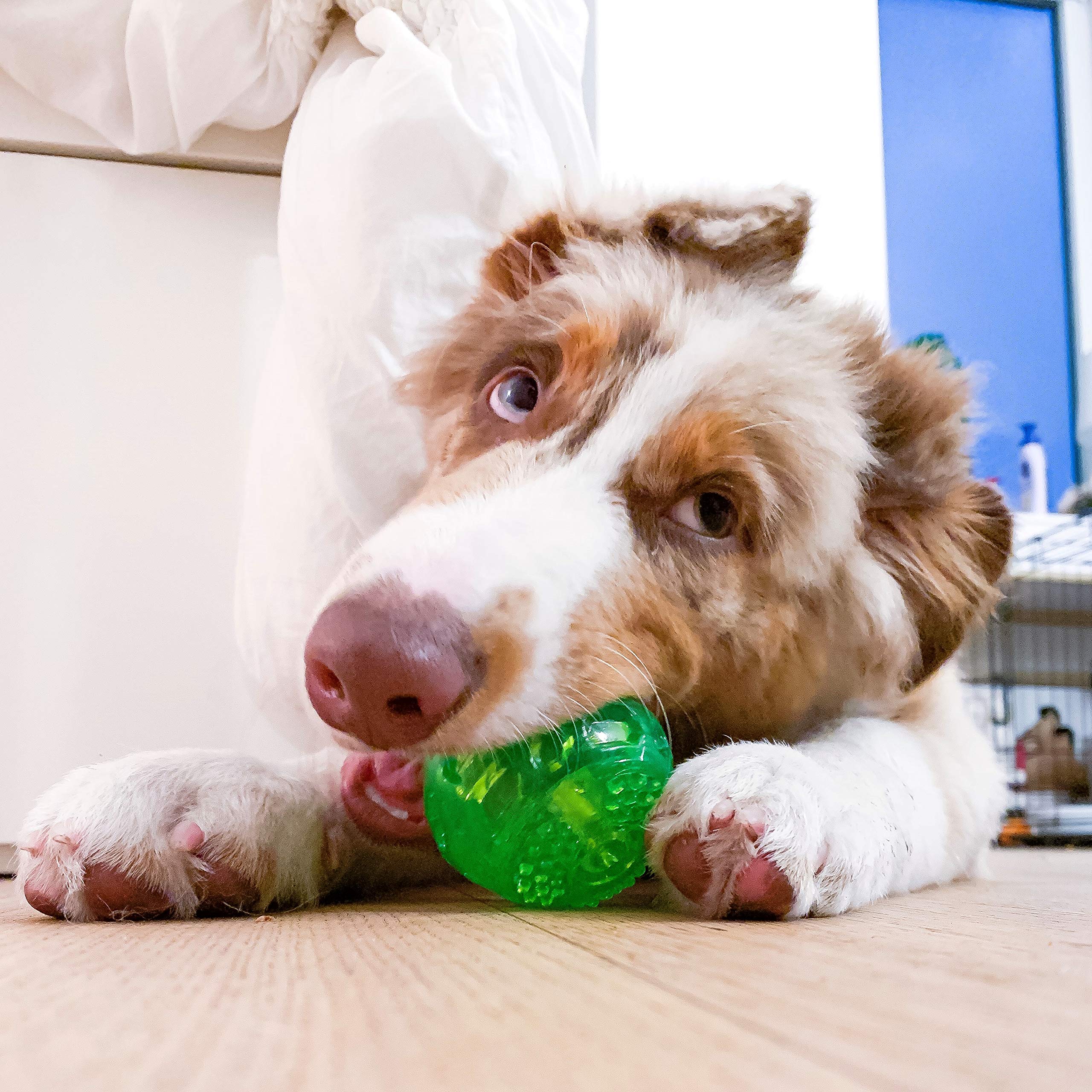 Hyper Pet DuraSqueak ball green 2.5 inch diameter fits mid-size dogs well.