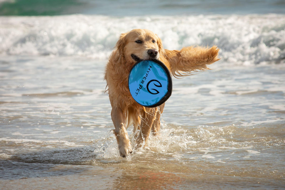 Hyper Pet Flippy Flopper disc durability—outdoor-friendly and long-lasting.