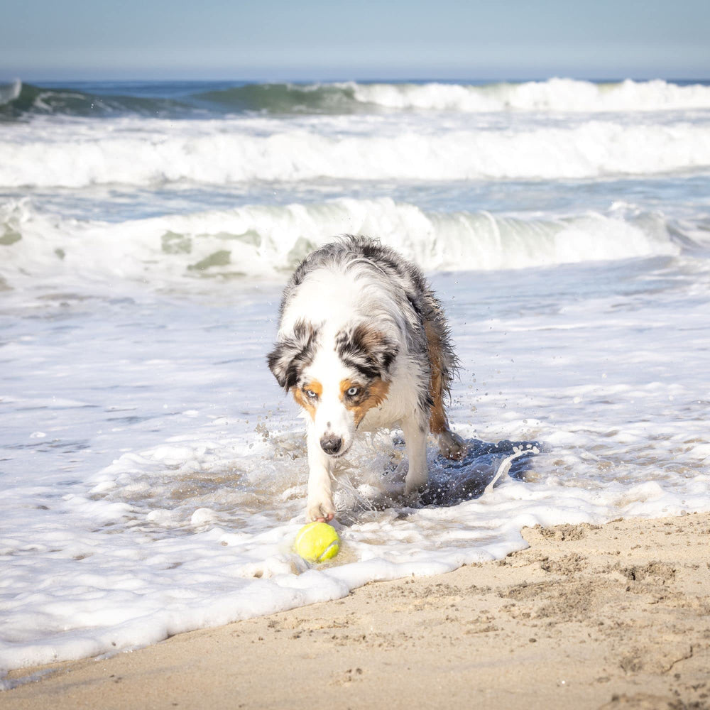 Hyper Pet K9 Kannon packaged image highlights ready-to-use toy for fetch lovers.