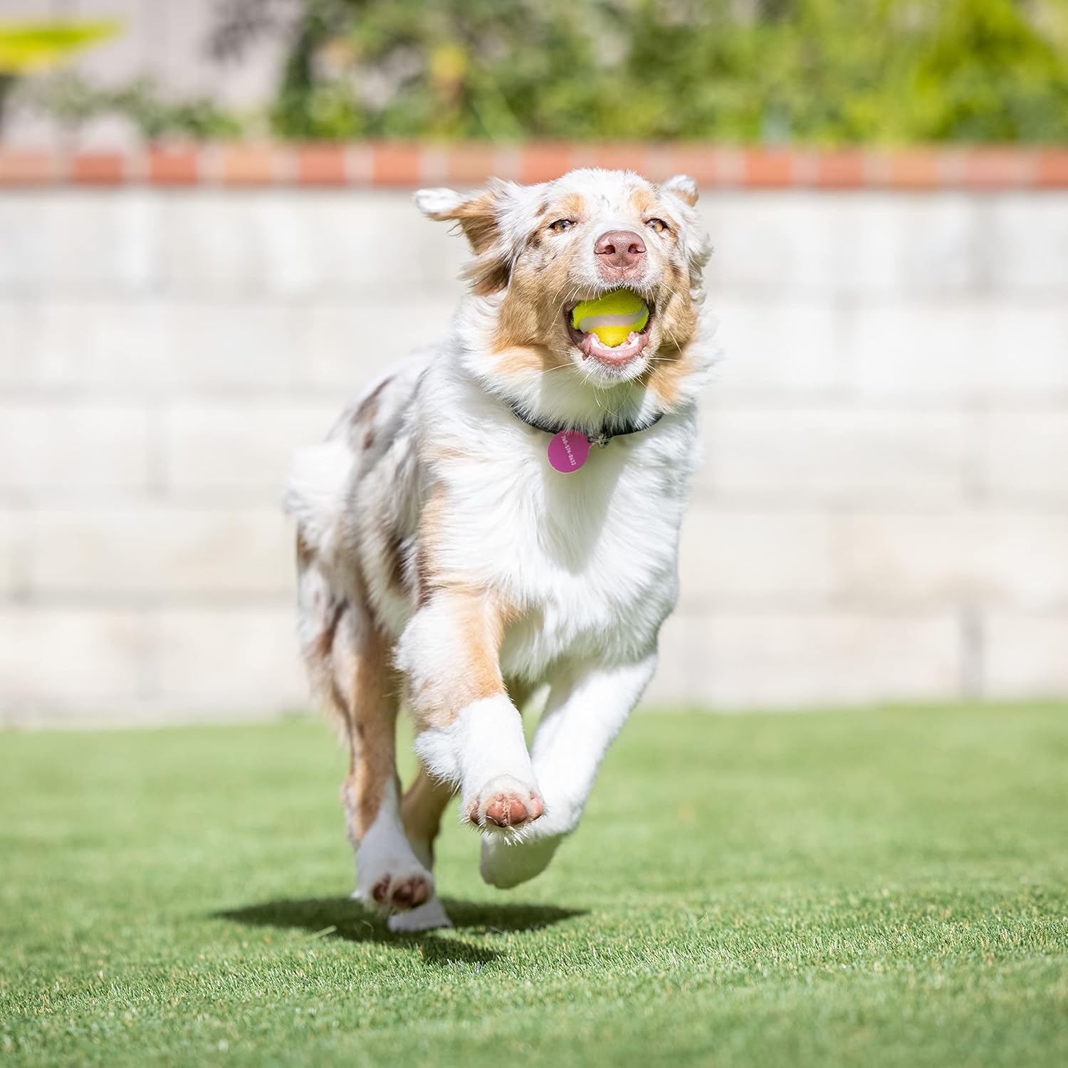 Hyper Pet mini tennis ball ready for outdoor fetch and exercise.
