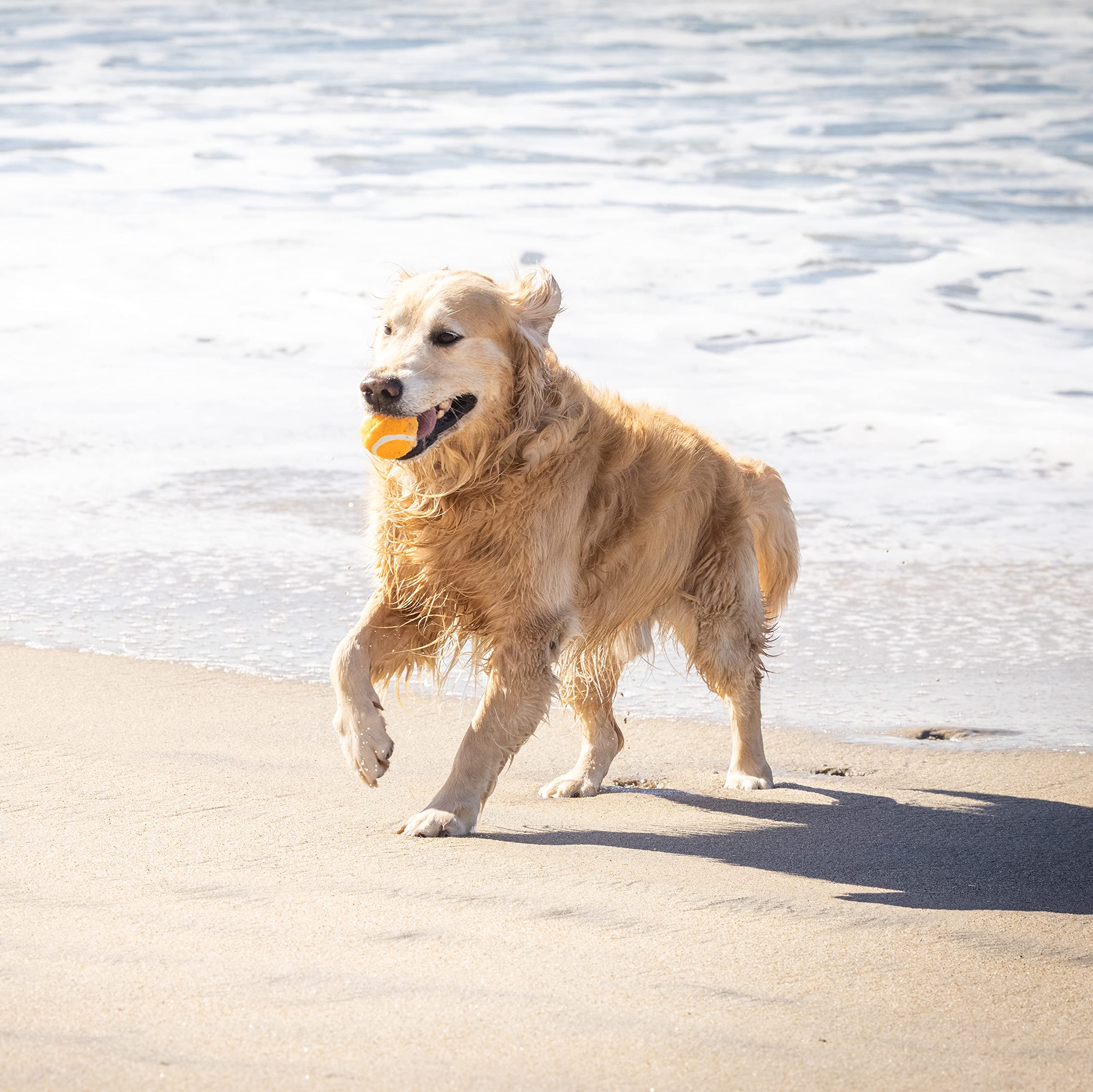 Hyper Pet MINI tennis balls gentle on teeth for safe fetch.