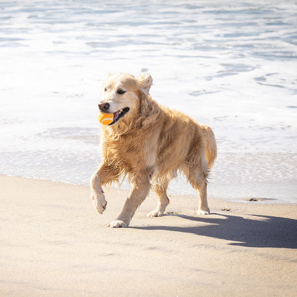 Hyper Pet MINI tennis balls gentle on teeth for safe fetch.