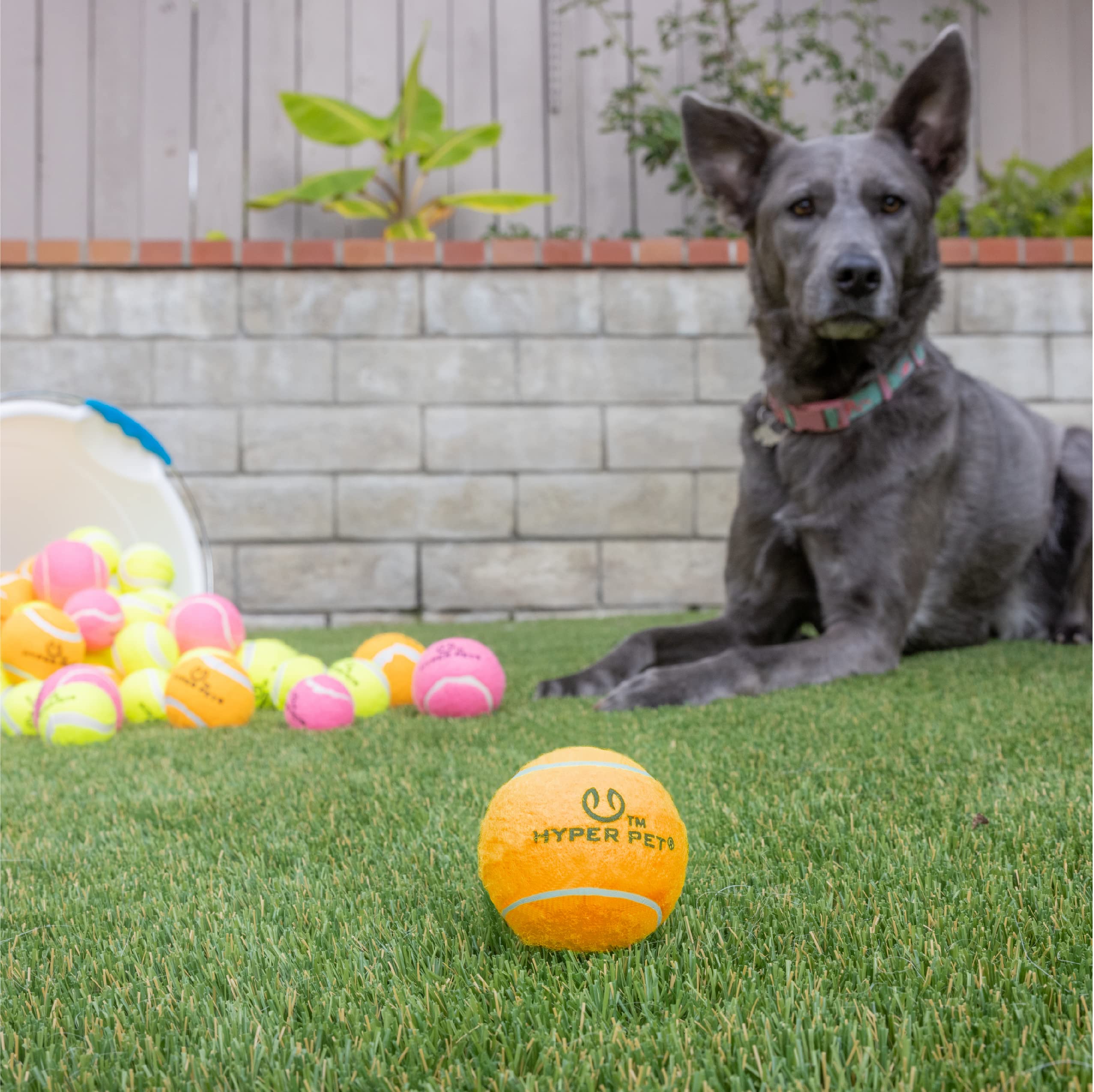 Hyper Pet MINI tennis balls compatible with K9 Kannon launchers for effortless longer sessions.