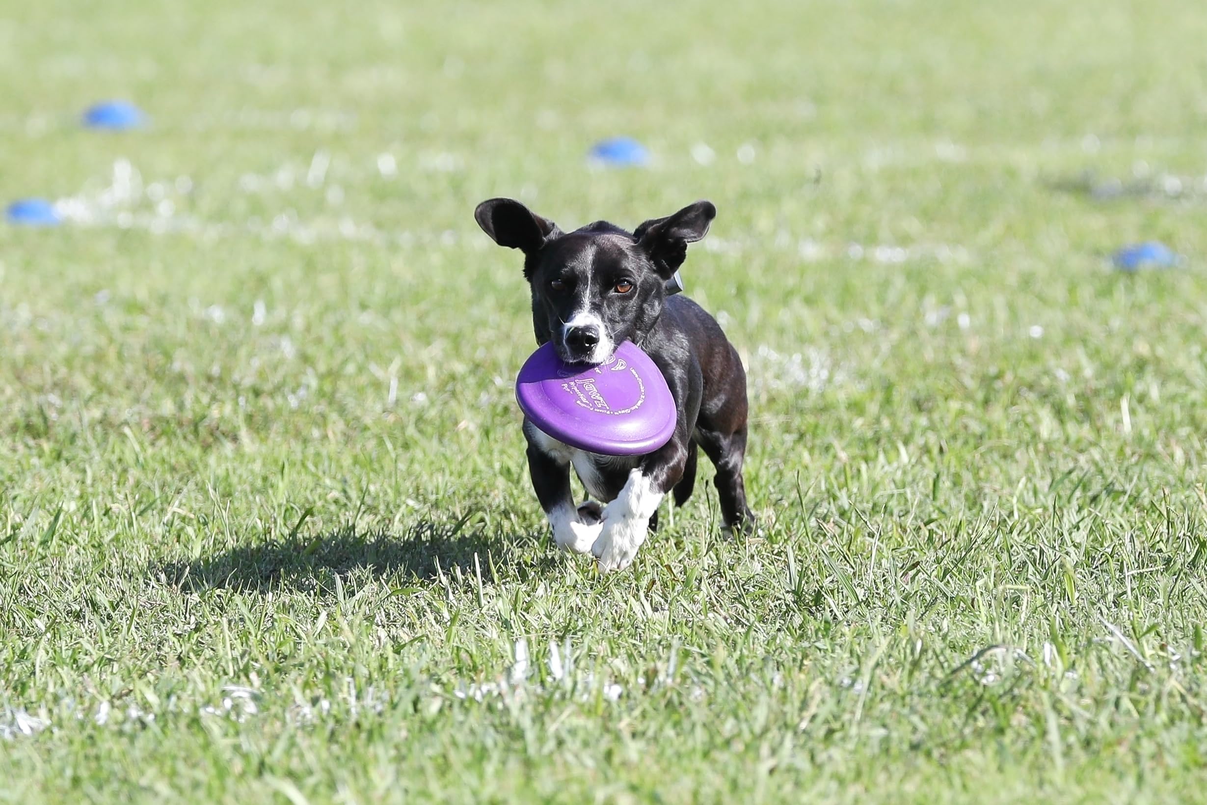 Hyperflite Pup Hyperflex Disc seven-inch diameter optimized for small dogs under 16 inches.