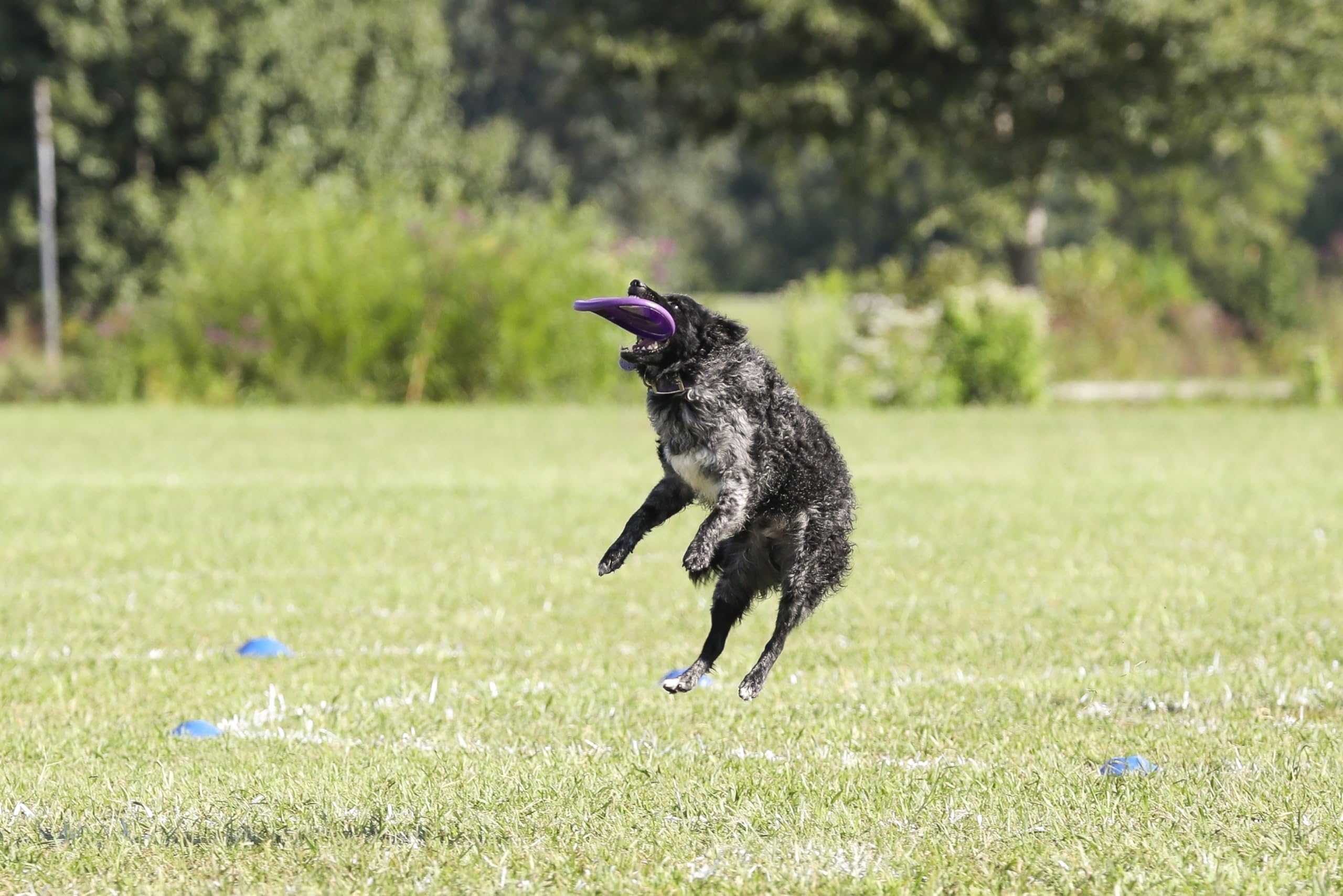 Hyperflite Pup Hyperflex Disc closeup material emphasizes puncture resistance and soft feel.