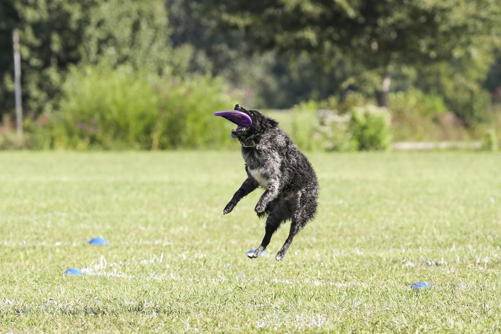 Hyperflite Pup Hyperflex Disc closeup material emphasizes puncture resistance and soft feel.