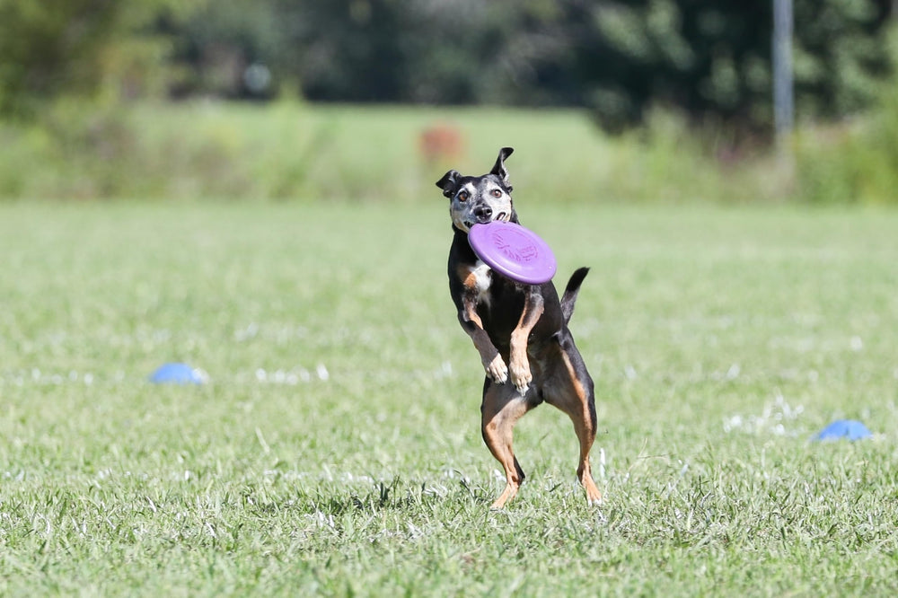 Hyperflite Pup Hyperflex Disc non-floating design supports versatile outdoor sessions.
