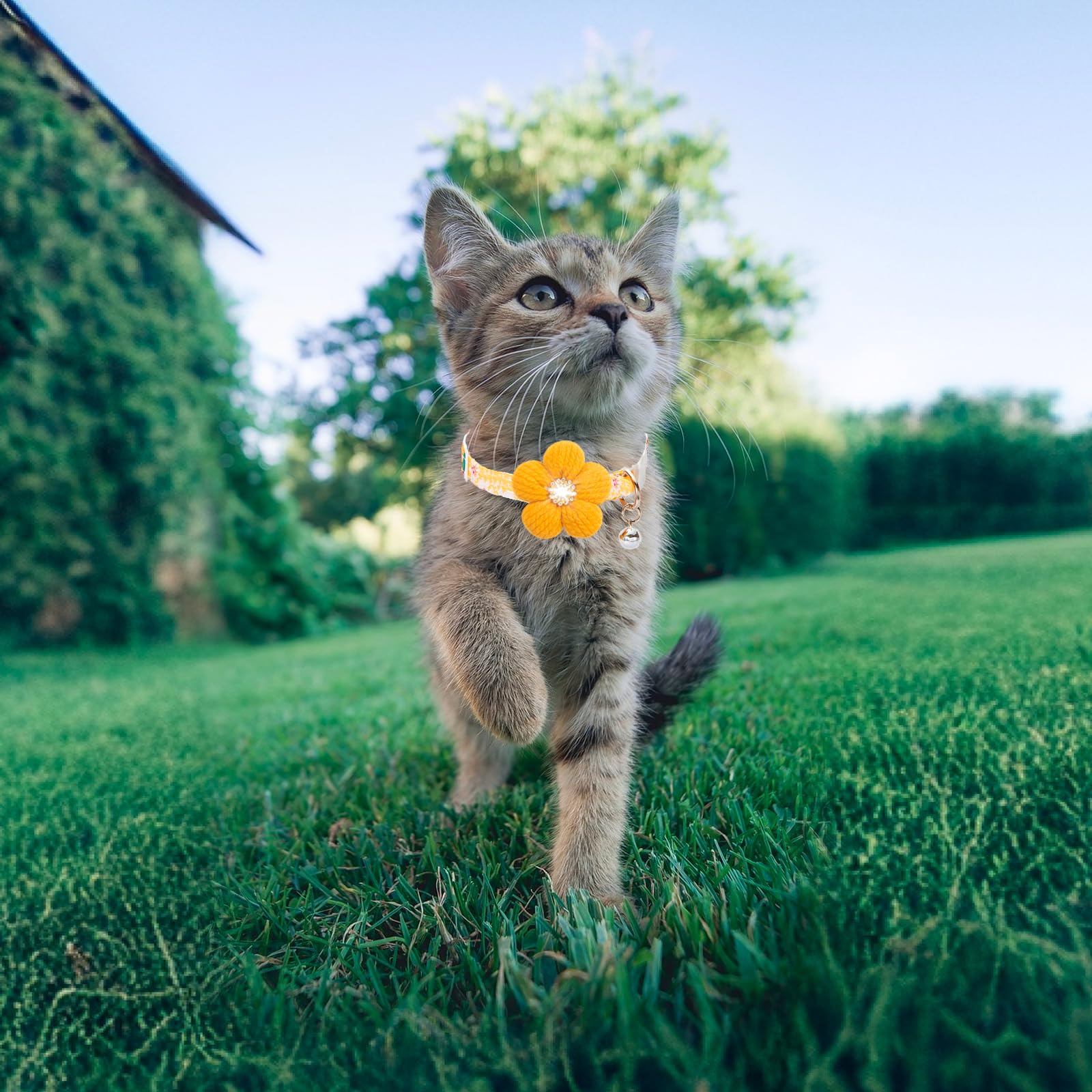 HYQHYX pink color option for a playful pet accessory