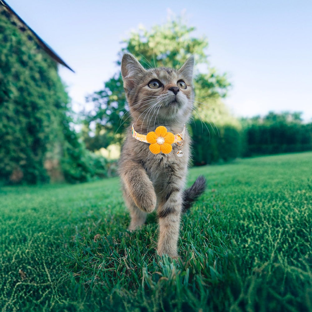 HYQHYX pink color option for a playful pet accessory