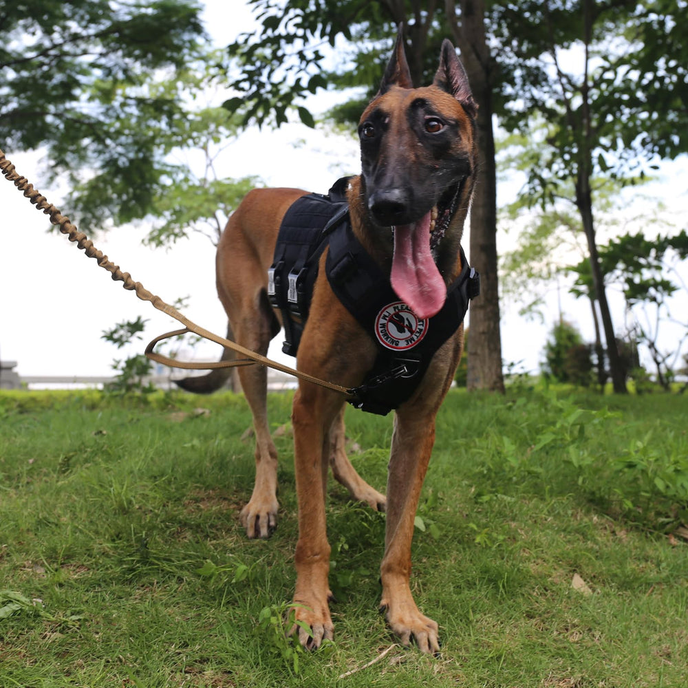 ICEFANG GN3 harness ID patch area for quick identification