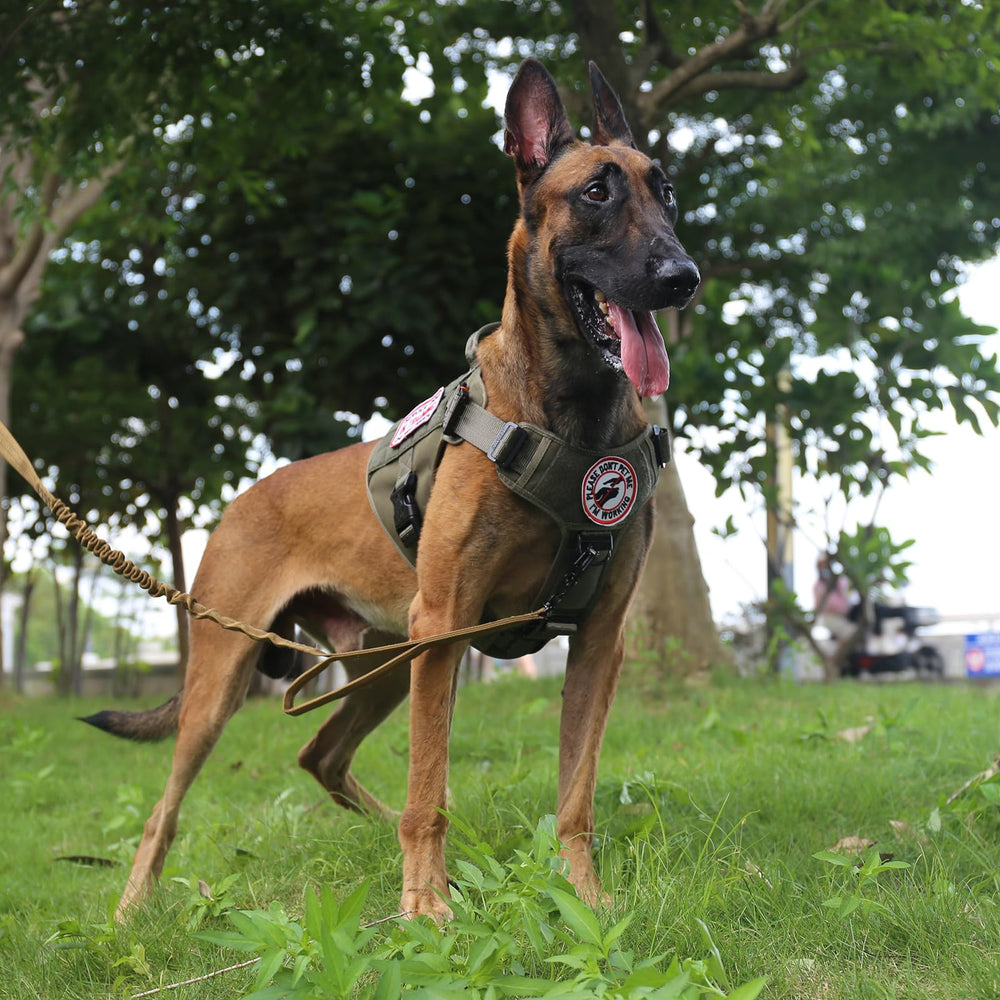 ICEFANG Tactical harness handle provides quick lift and assistance on outdoor adventures.