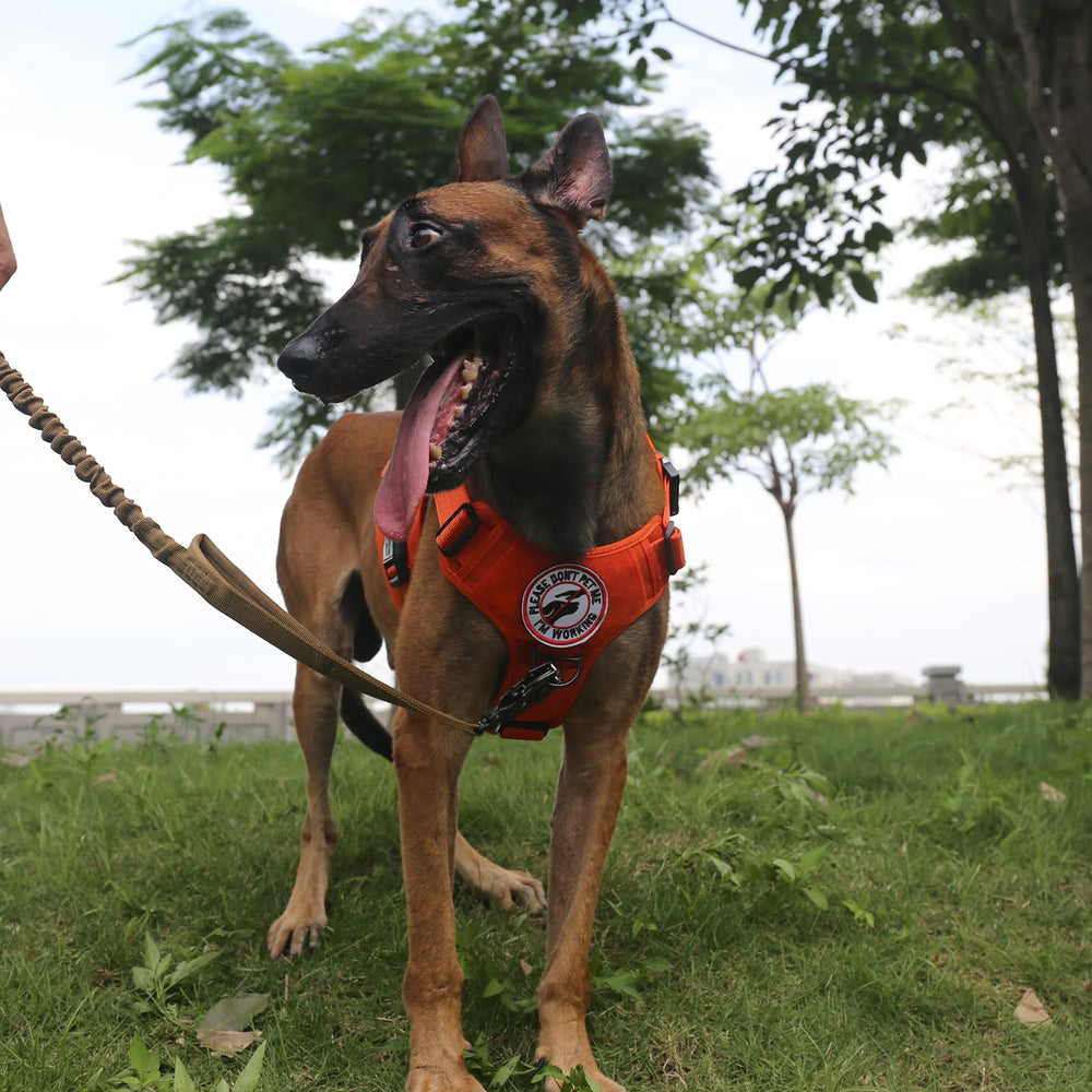 ICEFANG Tactical Dog Harness Large Orange Handle and dual clips aid safe handling