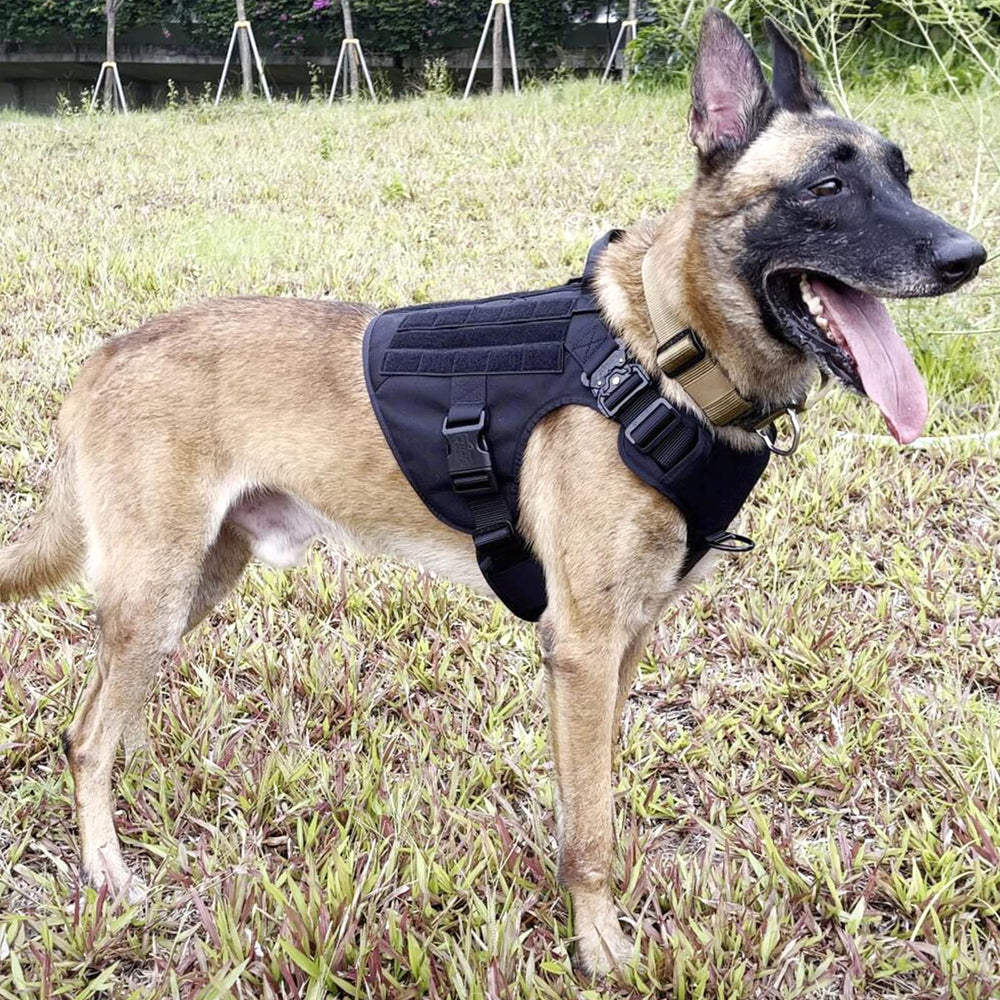 ICEFANG MOLLE panel on the harness side accommodates training gear and patches.