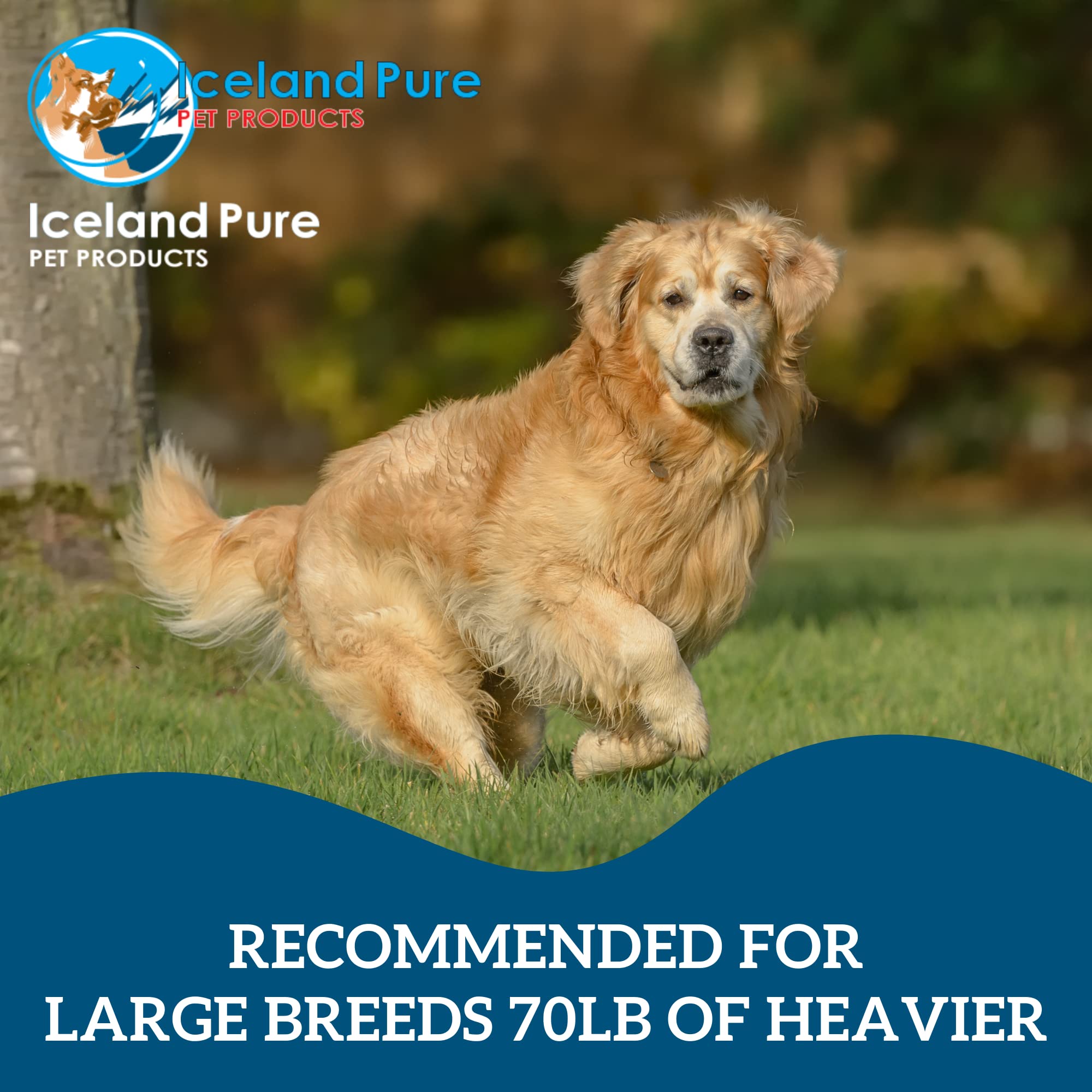 Iceland Pure Premier Omega-3 bottle with clear labeling supports skin and coat health.