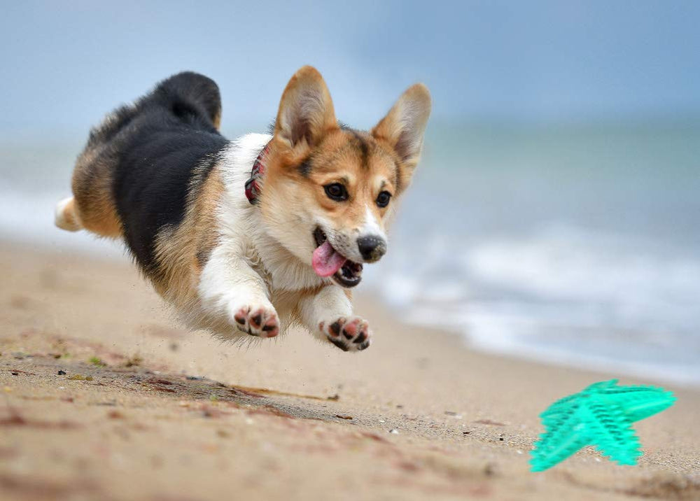 IDOLPET six-point-five-inch blue starfish toy ready for fetch