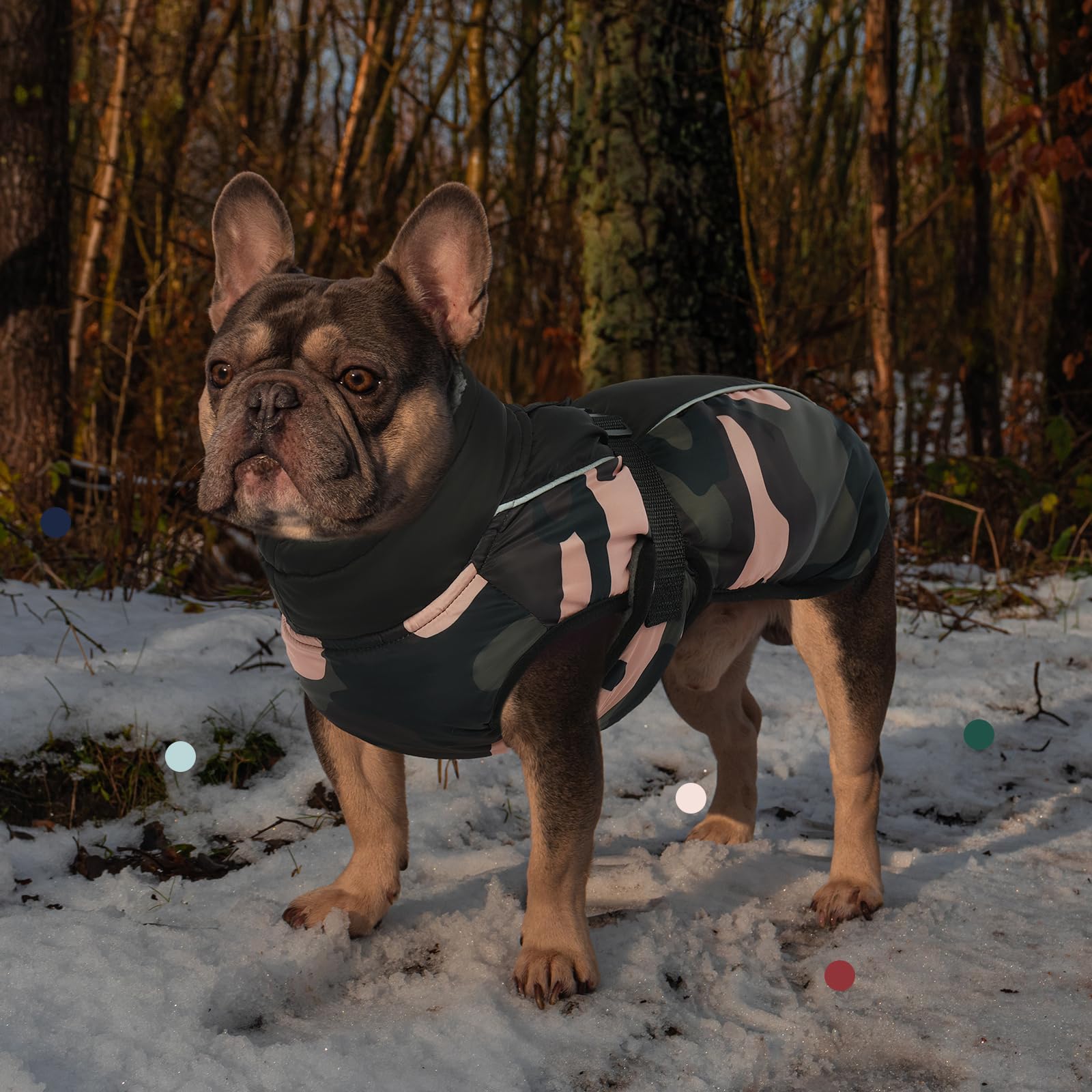 IECOii harness-hole design enables secure leash compatibility for safe walks.