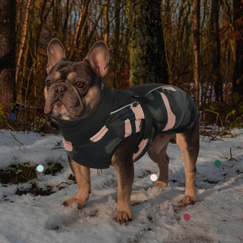 IECOii harness-hole design enables secure leash compatibility for safe walks.